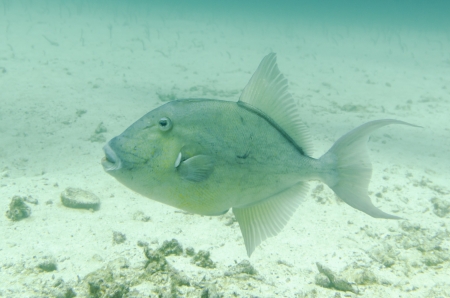 Fish swimming underwater, Santa Cruz Island, Galapagos Islands, Ecuador
