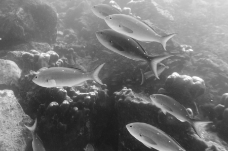 School of fish swimming underwater, Santa Cruz Island, Galapagos Islands, Ecuador