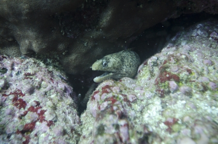 Moray eel