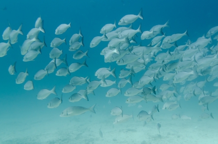 School of fish swimming underwater, Santa Cruz Island, Galapagos Islands, Ecuadorの写真素材