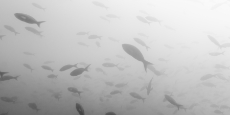 School of fish swimming underwater, Santa Cruz Island, Galapagos Islands, Ecuadorの写真素材