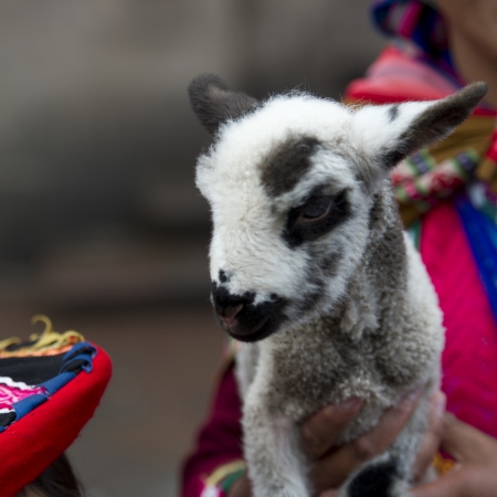 Close-up of a kid goat held by a person, Cuzco, Peruの写真素材