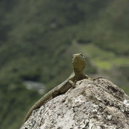 Close-up of a lizard on a rock, Machu Picchu, Cusco Region, Peruの写真素材