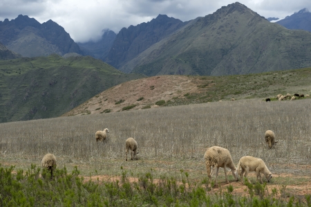Herd of sheep grazing in the field, Sacred Valley, Cusco Region, Peruの写真素材