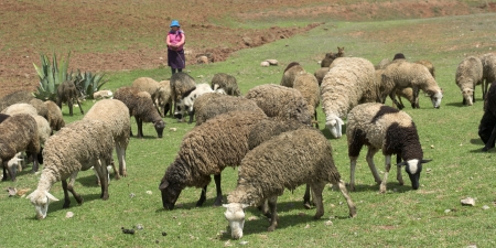 Herd of sheep grazing in the field, Sacred Valley, Cusco Region, Peruのeditorial素材