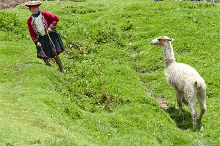 Woman pulling a llama (Lama glama) with a leash, Sacsayhuaman, Cuzco, Peruのeditorial素材
