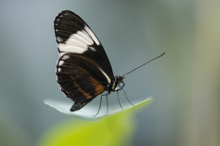 Close-up of a butterfly at Butterfly Palace, Branson, Taney County, Missouri, USA
