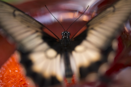 Close-up of a butterfly at Butterfly Palace, Branson, Taney County, Missouri, USAの写真素材