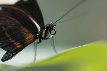 Close-up of a butterfly standing on a leaf at Butterfly Palace, Branson, Taney County, Missouri, USA
