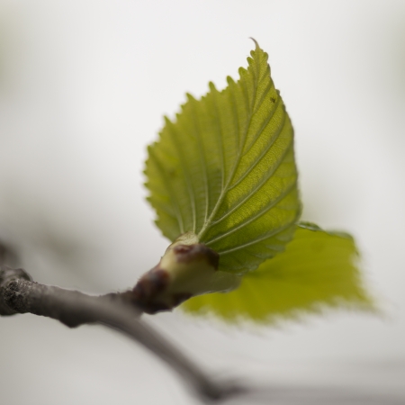 Close-up of birch tree leaves on a branch, Lake of The Woods, Ontario, Canadaの写真素材