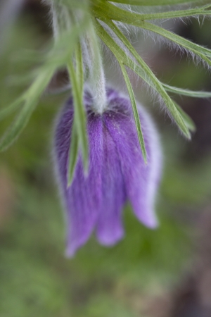 Close-up of a flower bud, Lake of The Woods, Keewatin, Ontario, Canadaの写真素材
