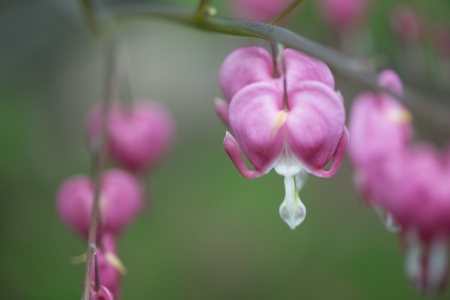 Close-up of flowers, Lake of The Woods, Keewatin, Ontario, Canadaの写真素材