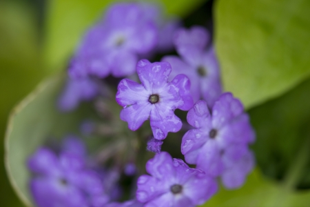 Close-up of purple flowers in bloom, Lake Of The Woods, Keewatin, Ontario, Canadaの写真素材