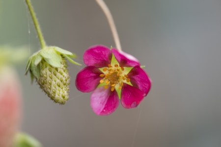 Close-up of a strawberry with a flower on plant, Lake Of The Woods, Keewatin, Ontario, Canadaの写真素材