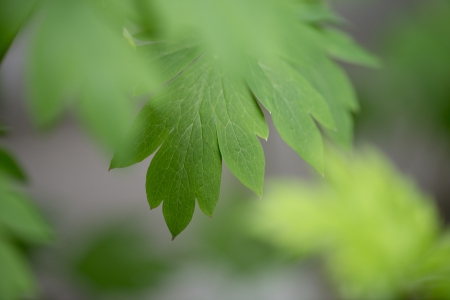 Close-up of leaves, Lake of The Woods, Keewatin, Ontario, Canadaの写真素材