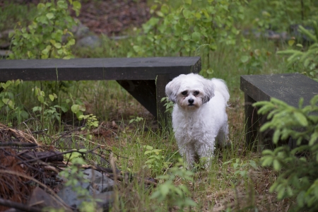 Cute puppy in park, Lake Of The Woods, Keewatin, Ontario, Canada