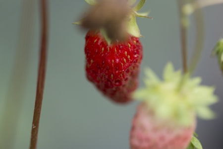 Close-up of strawberries on plant, Lake Of The Woods, Keewatin, Ontario, Canadaの写真素材