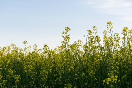 Oilseed rape (Brassica napus) field, Manitoba, Canadaの写真素材