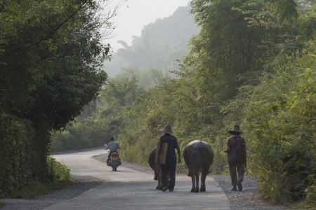 People with their cattle on roadway, Yangshuo, Guilin, Guangxi Province, Chinaのeditorial素材