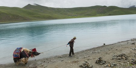 Tibetan farmer with decorated Yak at Yamdrok Lake, Nagarze, Shannan, Tibet, Chinaのeditorial素材