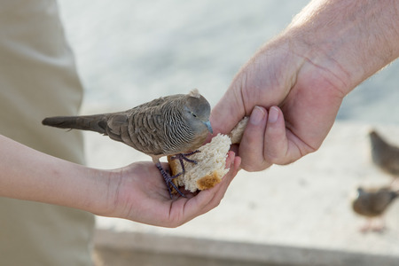 Couple feeding a pigeon, Waikiki, Diamond Head, Kapahulu, St. Louis, Honolulu, Oahu, Hawaii, USAの写真素材