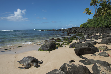 Sea turtle on the beach, Laniakea Beach, Haleiwa, North Shore, Oahu, Hawaii, USAの写真素材