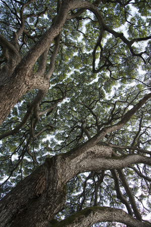 Low angle view of trees, Haleiwa, North Shore, Oahu, Hawaii, USAの写真素材