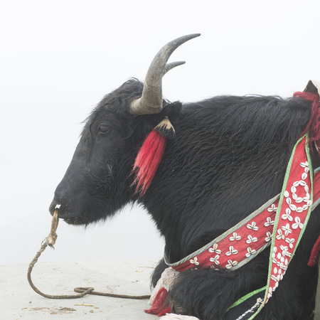 Close-up of a decorated Yak resting, Yamdrok Lake, Nagarze, Shannan, Tibet, Chinaの写真素材