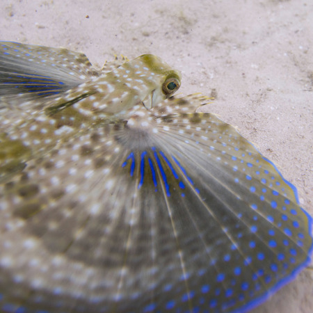 Closeup of a Flying Gurnard (Dactylopterus volitans) underwater, Utila Island, Bay Islands, Honduras