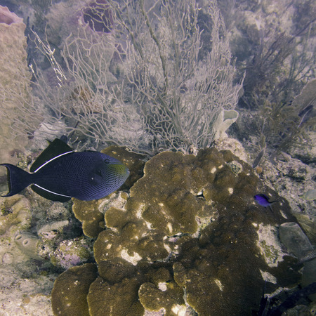 Underwater view of a Black durgon (Melichthys niger), Utila, Bay Islands, Honduras
