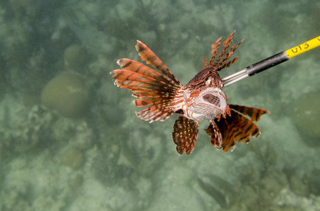 Underwater view of a Lion fish, Utila, Bay Islands, Hondurasの写真素材