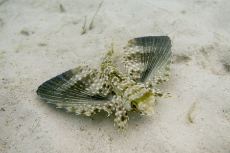 Closeup of a Flying Gurnard (Dactylopterus volitans) underwater, Utila Island, Bay Islands, Honduras