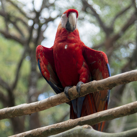 Closeup of a Scarlet macaw (Ara macao), Copan, Copan Ruinas, Hondurasの写真素材
