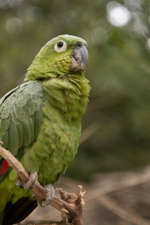 Closeup of a YellowNaped Parrot (Amazona auropalliata), Macaw Mountain Bird Park, Copan, Copan...