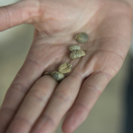 Person's hand holding coffee bean, Finca El Cisne, Hondurasの写真素材