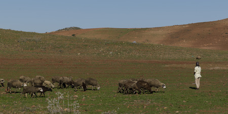Shepherd and sheep in High Atlas region, Atlas Mountains, Morocco