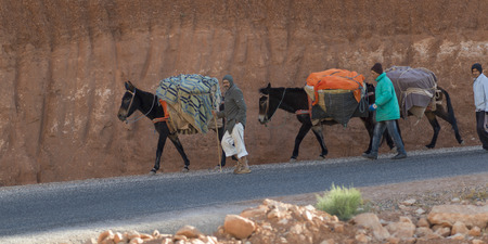 People walking with donkeys on the road, Ouarzazate, Souss-Massa-Draa, Moroccoの写真素材
