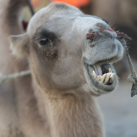 Close-up of a camel at Mingsha Shan, Dunhuang, Jiuquan, Gansu Province, Chinaの写真素材