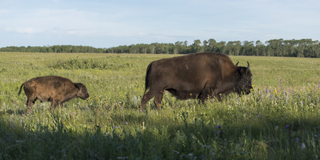 Bison walking in a field with its young, Lake Audy Campground, Riding Mountain National Park,...