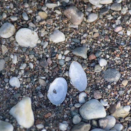 High angle view of pebbles and shells, Hecla Grindstone Provincial Park, Manitoba, Canada