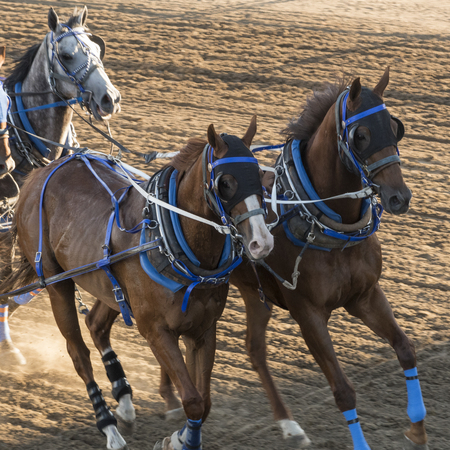 Horses chuckwagon racing at the annual Calgary Stampede, Calgary, Alberta, Canadaの写真素材