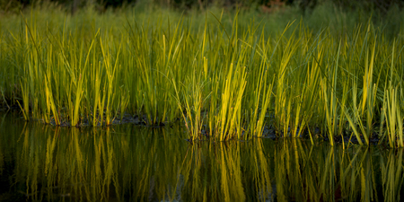Reflection of reeds in water, Lake Of The Woods, Ontario, Canadaの写真素材