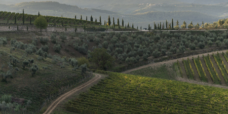 Elevated view of vineyards in valley, Gaiole in Chianti, Tuscany, Italyの写真素材