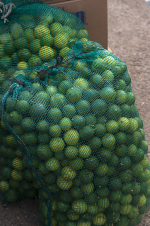 Lemons and Limes in net sacks, Yelapa, Jalisco, Mexicoの写真素材
