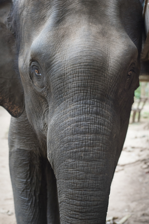 Front view of an elephant, Tad Sae Waterfall, Luang Prabang, Laos