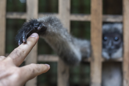 Langur's hand touching person's finger, Luang Prabang, Laos