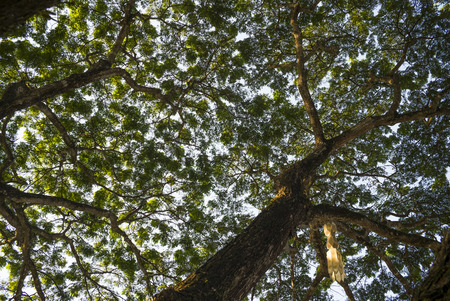 Low angle view of tree canopy, Chiang Rai, Thailandの写真素材