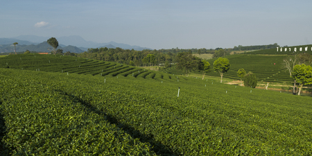 Scenics view of tea plantation, Chiang Rai, Thailandの写真素材