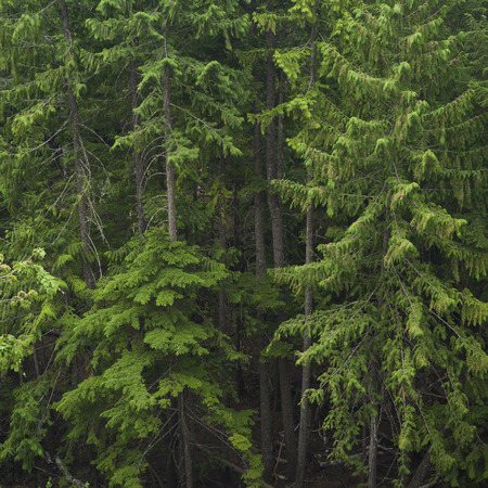 Trees in forest, British Columbia, Canada