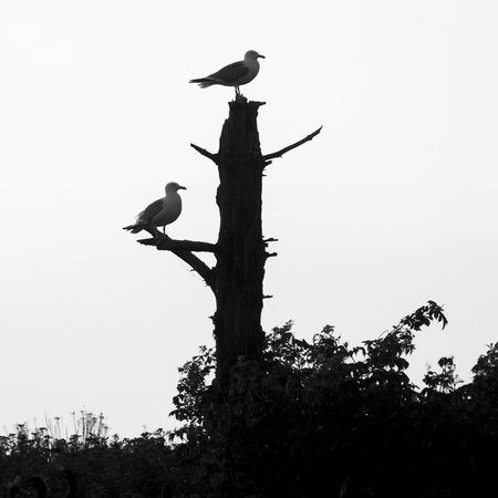 Low angle view of seagulls on a tree, Kenora, Lake of The Woods, Ontario, Canadaの写真素材
